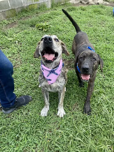 Guardería Mensual para Rescate Animal
